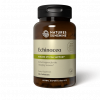 Echinacea