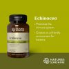 Echinacea - Image 2
