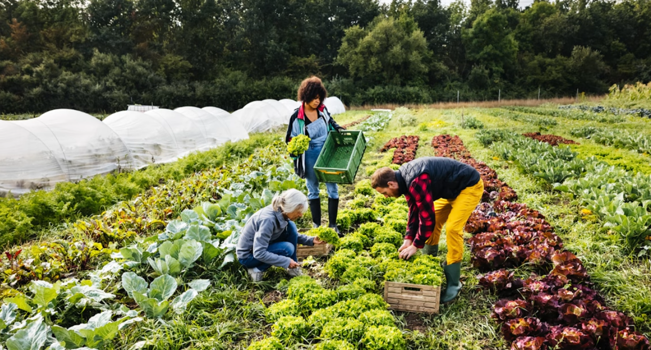 Growing your own food